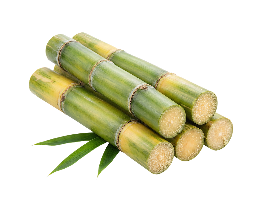 bamboo