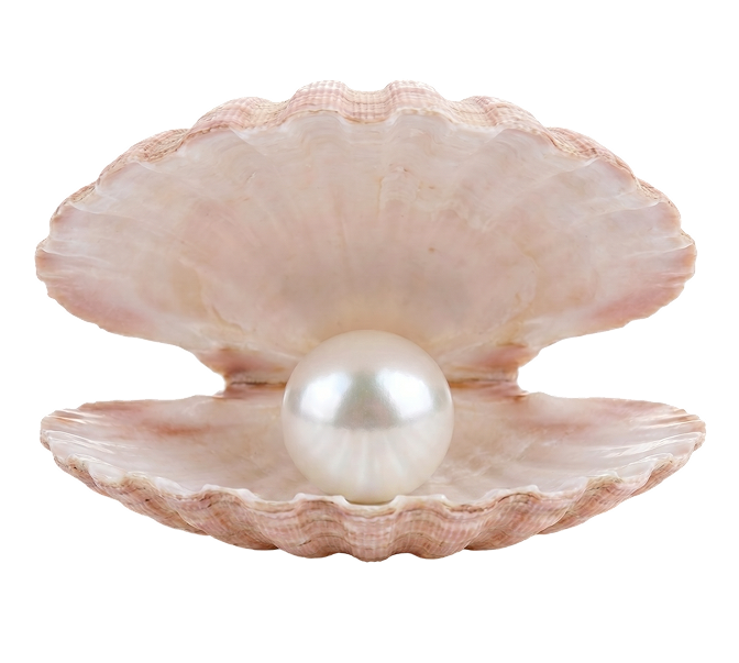 seashell